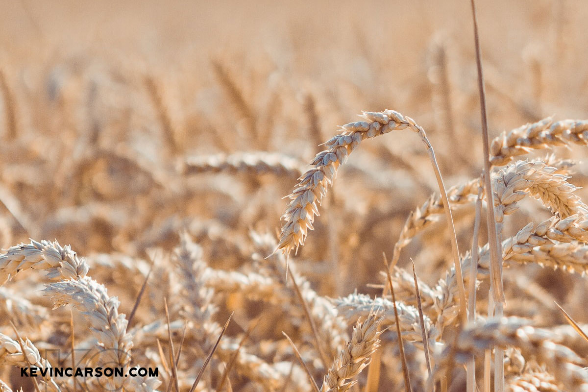 Pay Attention To The Harvest! (#oneminutemondays) - Kevincarson.com