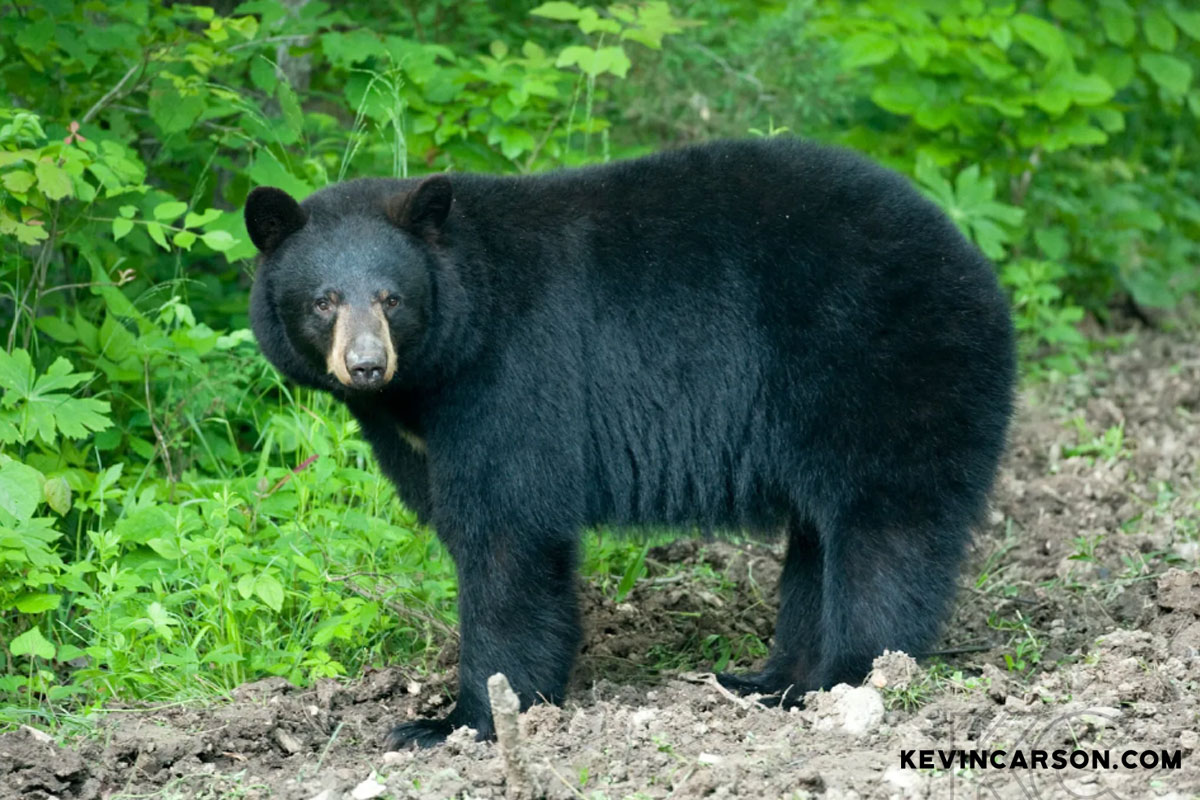 Encountering Black Bears in the Ozarks - KevinCarson.com